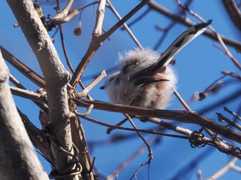 2023年4月2日(日) 盤渓市民の森(札幌市中央区)の野鳥観察記録