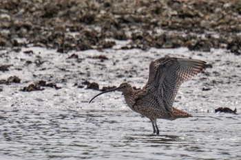 2023年4月2日(日) 葛西臨海公園の野鳥観察記録