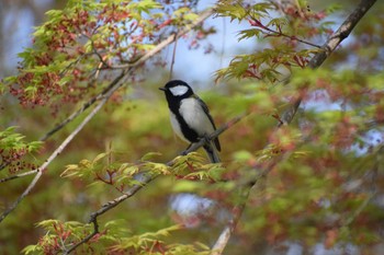 シジュウカラ 京都御苑 2023年4月1日(土)