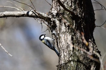 Sun, 3/19/2023 Birding report at Kitamoto Nature Observation Park