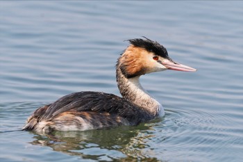 カンムリカイツブリ 葛西臨海公園 2023年4月1日(土)