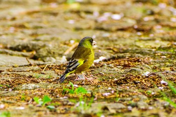 Oriental Greenfinch(kawarahiba) 厚木七沢森林公園 Fri, 3/31/2023