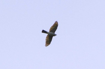 Fri, 3/31/2023 Birding report at 厚木七沢森林公園