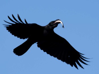 Large-billed Crow 神ノ島(長崎市) Sun, 4/2/2023