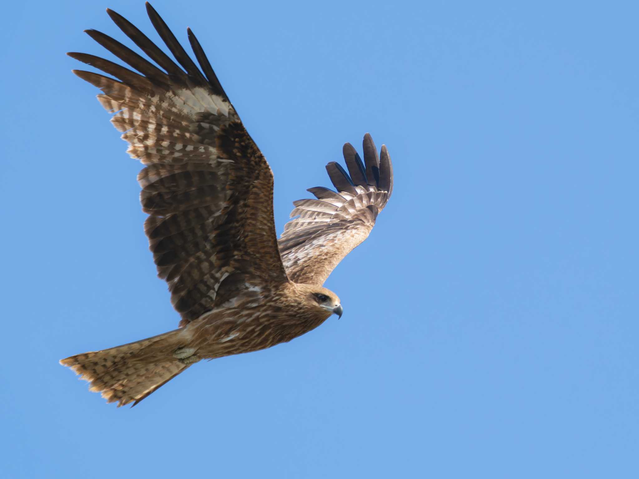 Photo of Black Kite at 神ノ島(長崎市) by ここは長崎