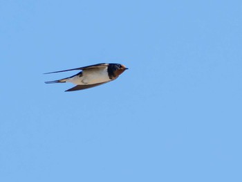 Barn Swallow 神ノ島(長崎市) Sun, 4/2/2023