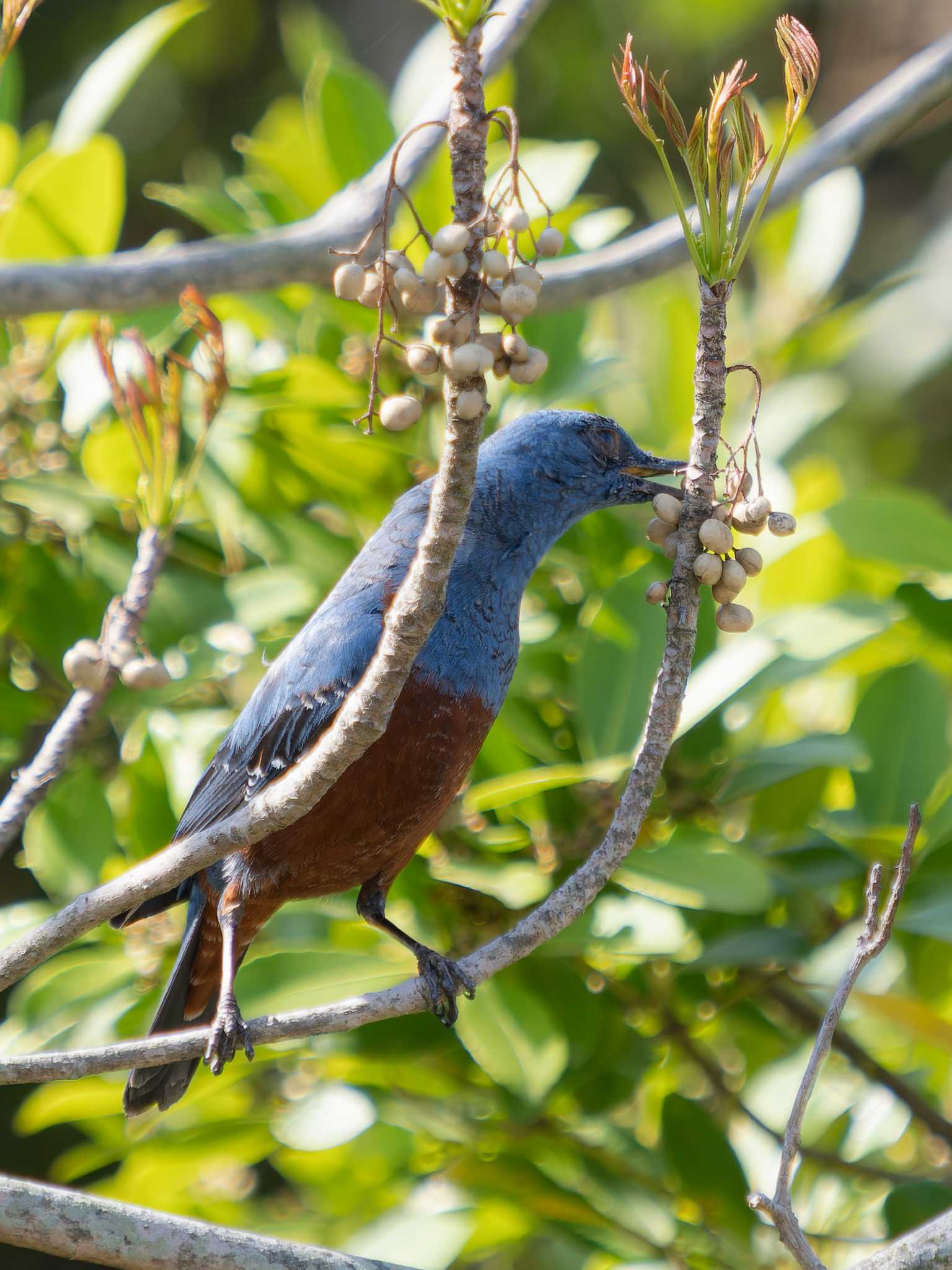 Photo of Blue Rock Thrush at 神ノ島(長崎市) by ここは長崎