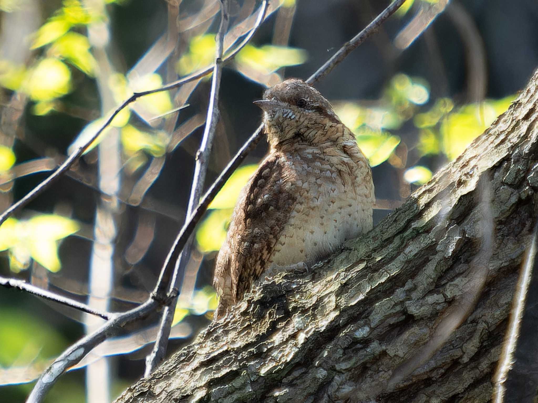 Photo of Eurasian Wryneck at 神ノ島(長崎市) by ここは長崎