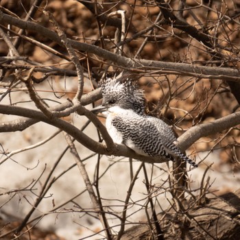 Crested Kingfisher Makomanai Park Sun, 4/2/2023