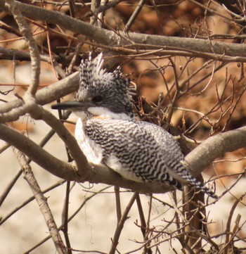 Crested Kingfisher Makomanai Park Sun, 4/2/2023