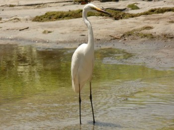 チュウダイサギ 与論 2018年5月21日(月)