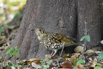 トラツグミ 大阪城公園 2023年4月2日(日)