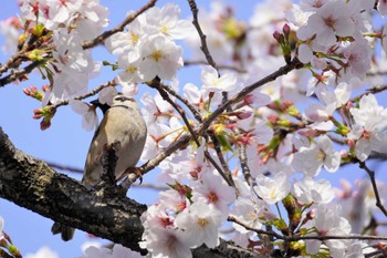 スズメ 大阪城公園 2023年4月2日(日)