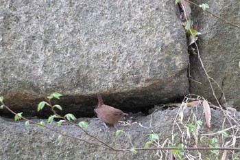 2023年4月2日(日) 大阪城公園の野鳥観察記録