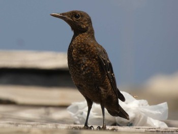 Blue Rock Thrush Yoron Island Mon, 5/21/2018