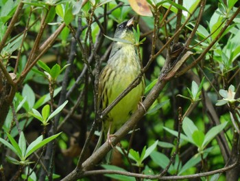 Masked Bunting Higashitakane Forest park Sun, 4/2/2023