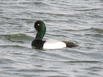 スズガモ 葛西臨海公園 2023年4月2日(日)