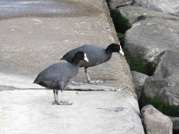 オオバン 葛西臨海公園 2023年4月2日(日)