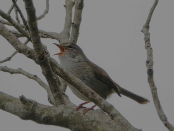 ウグイス 稲佐山公園 2023年3月17日(金)