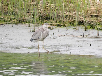 Grey Heron Tokyo Port Wild Bird Park Fri, 3/31/2023