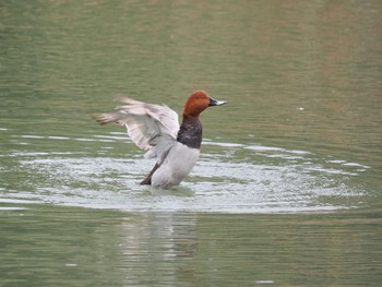 ホシハジロ 東京港野鳥公園 2023年3月31日(金)