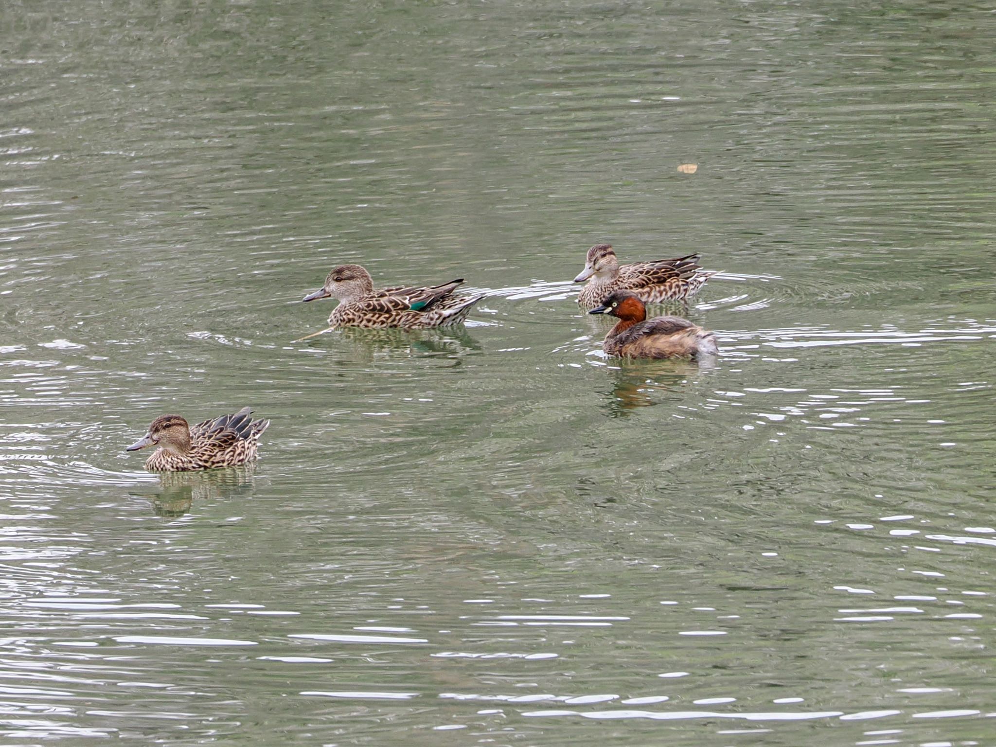 Little Grebe