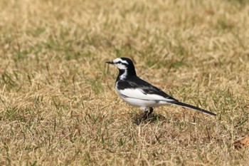 White Wagtail 平谷川 Sun, 4/2/2023