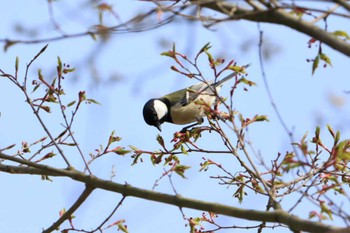 Japanese Tit 平谷川 Sun, 4/2/2023