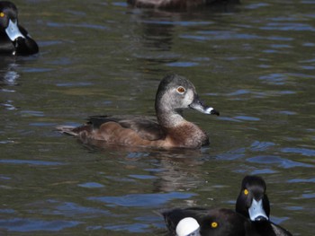 クビワキンクロ こども自然公園 (大池公園/横浜市) 2023年4月1日(土)