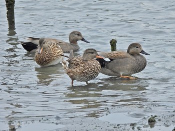 オカヨシガモ 東京港野鳥公園 2023年3月31日(金)