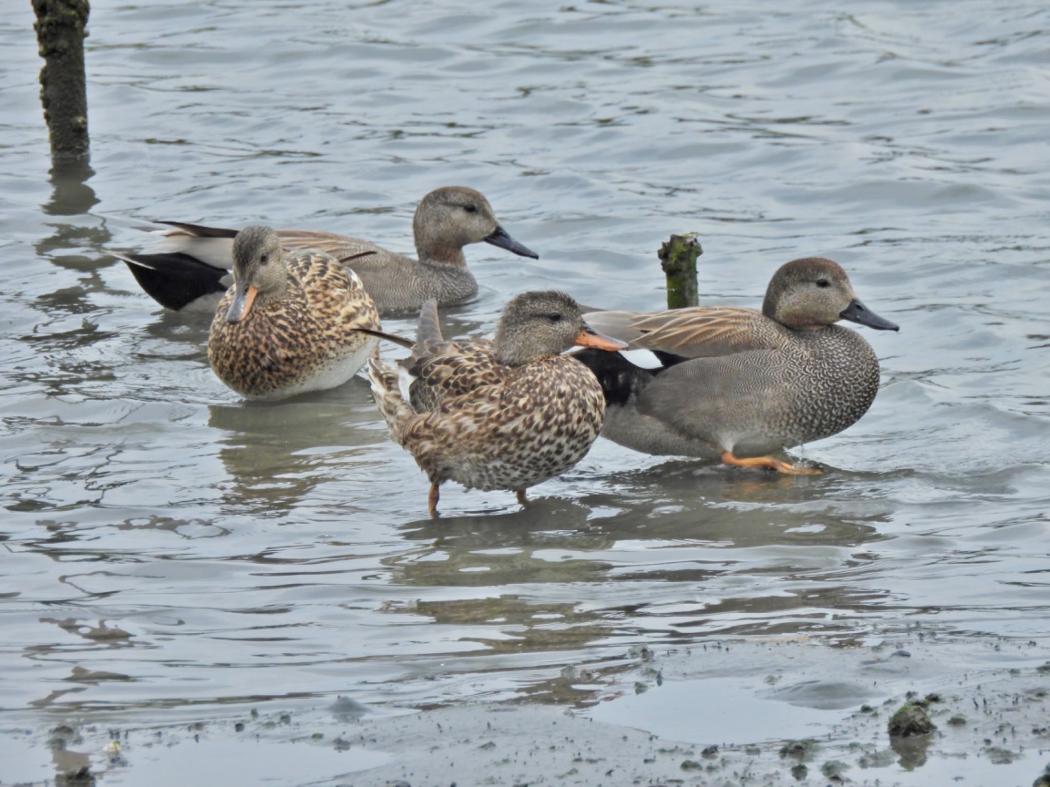 東京港野鳥公園 オカヨシガモの写真 by クロやん