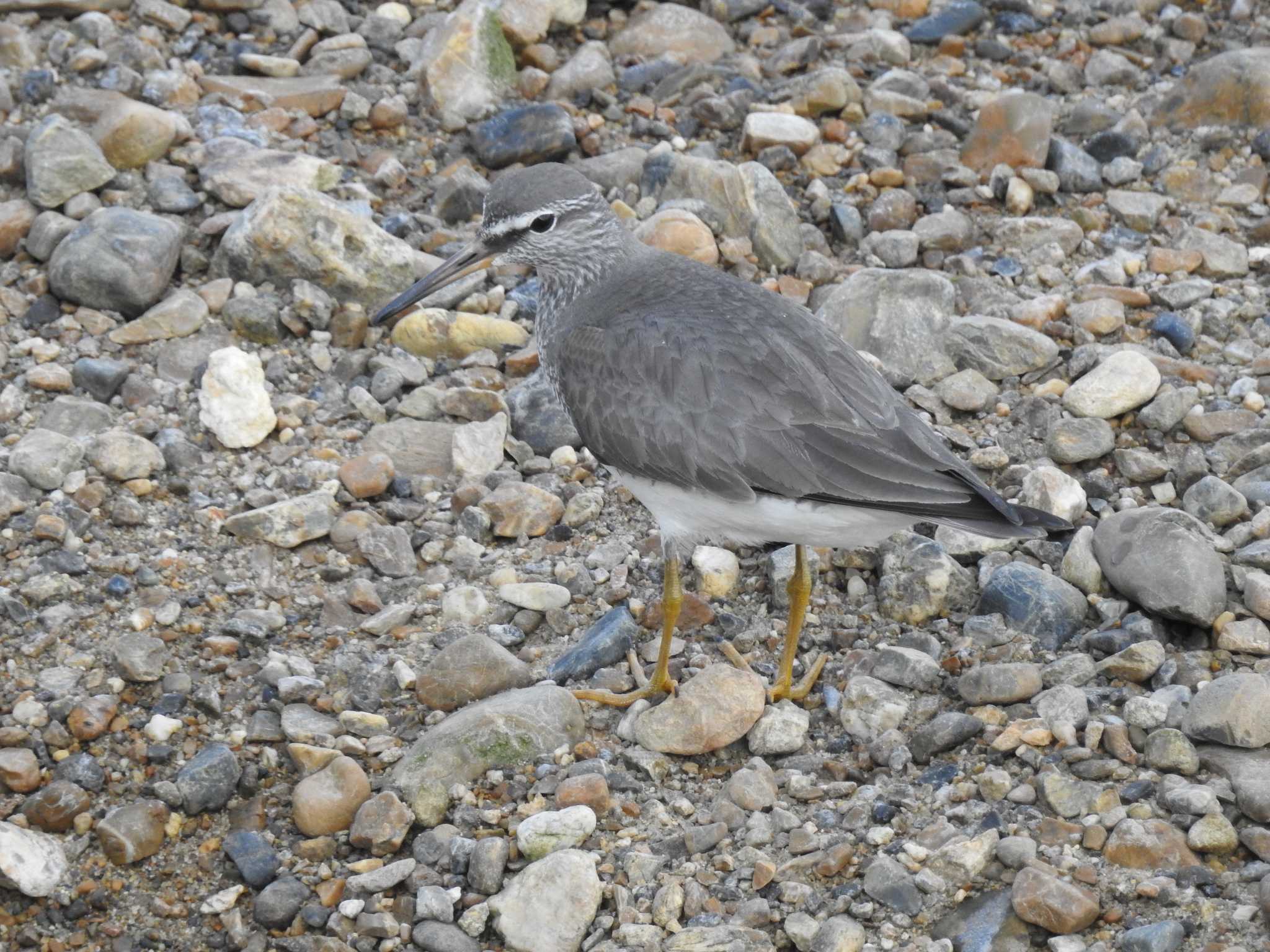 Grey-tailed Tattler