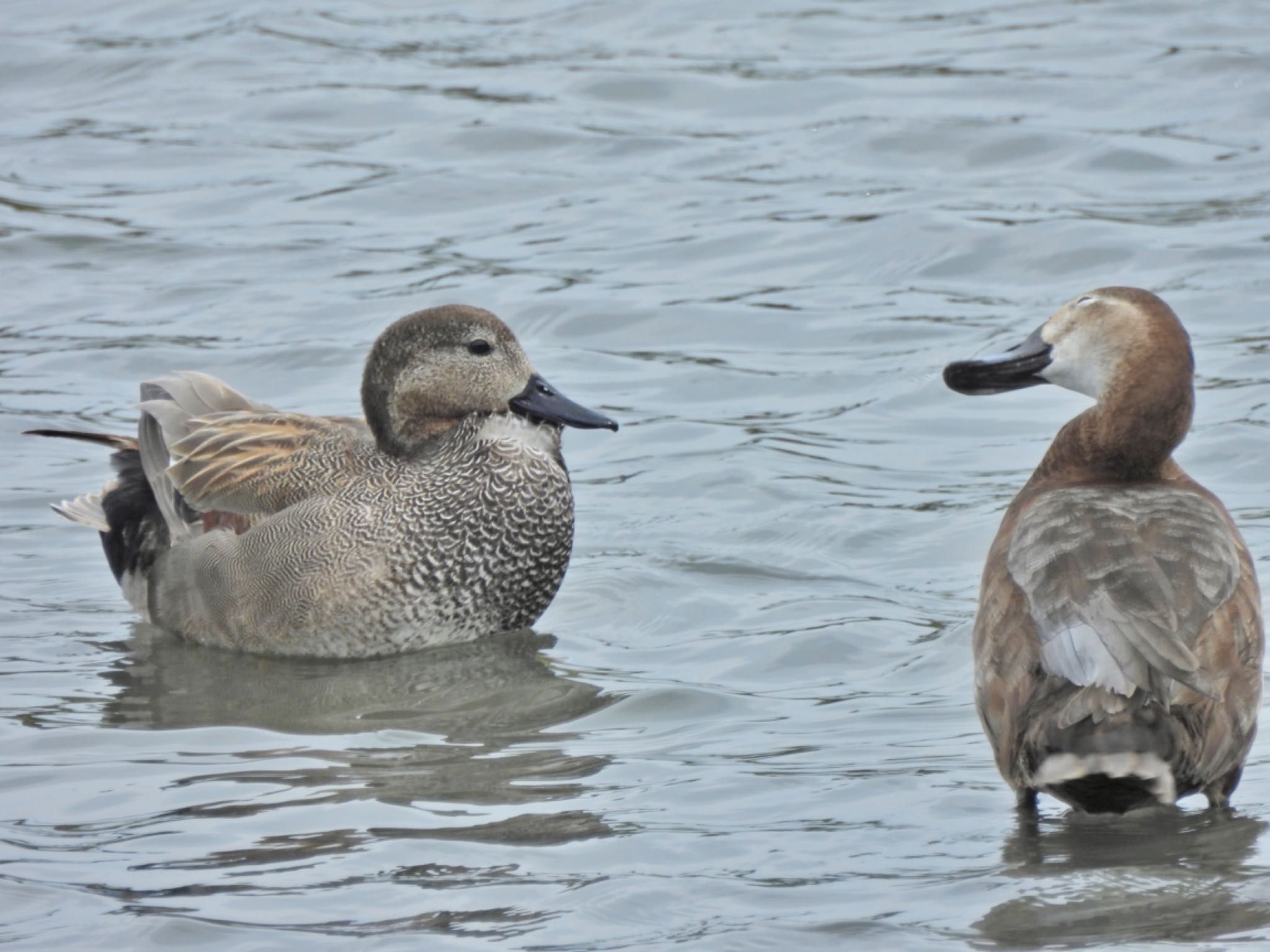 Gadwall