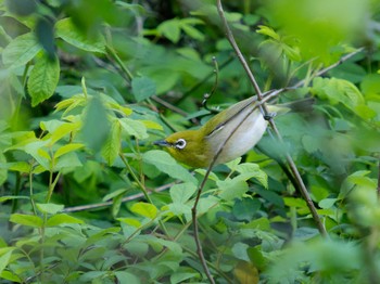 2023年4月2日(日) 稲佐山の野鳥観察記録