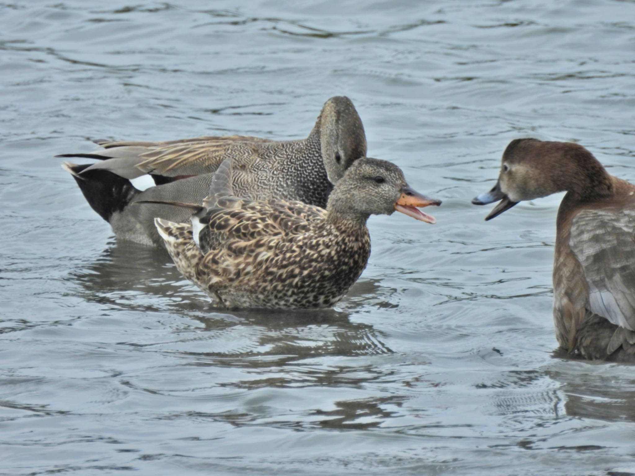 Gadwall