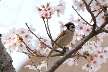 スズメ 平谷川 2023年4月2日(日)