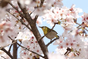 Warbling White-eye 平谷川 Sun, 4/2/2023