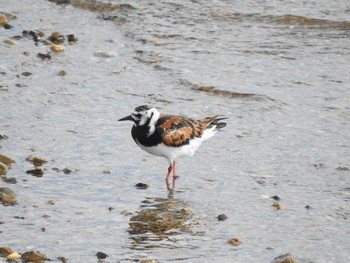 2018年5月20日(日) 兵庫県明石市の野鳥観察記録