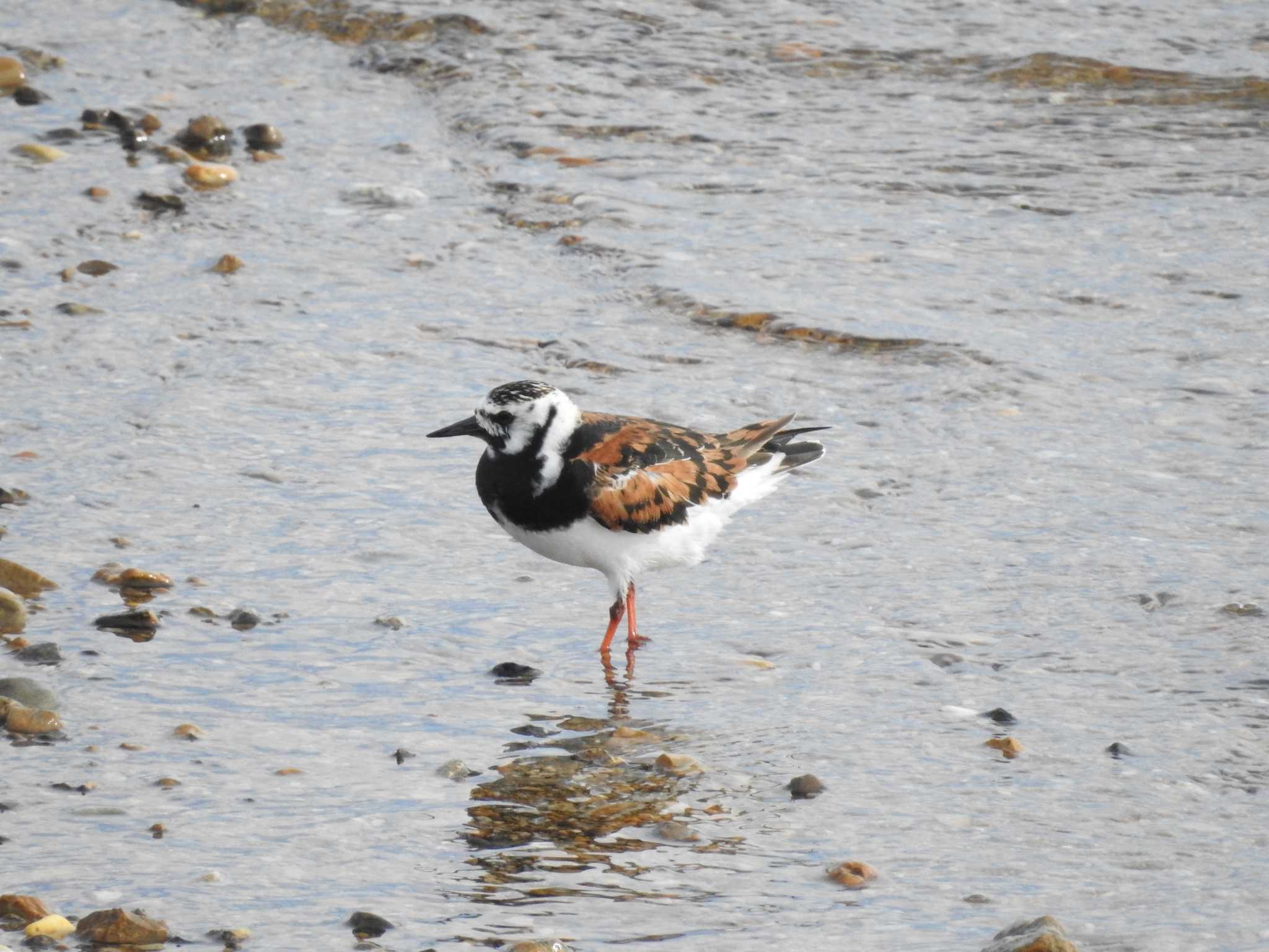 Photo of Ruddy Turnstone at 兵庫県明石市 by 禽好き