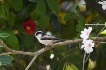 エナガ 大阪城公園 2023年4月2日(日)