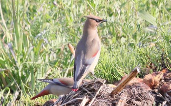 2023年4月2日(日) 野崎川流域(知多市)の野鳥観察記録