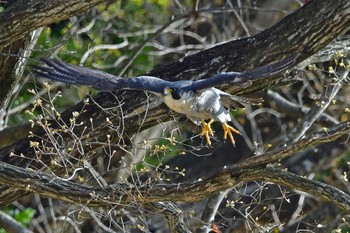 ハヤブサ 青葉山公園 2023年4月2日(日)