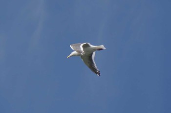 Glaucous-winged Gull 網走川河口 Thu, 8/17/2017