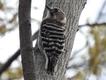 Japanese Pygmy Woodpecker 木曽川河跡湖公園 Sun, 4/2/2023