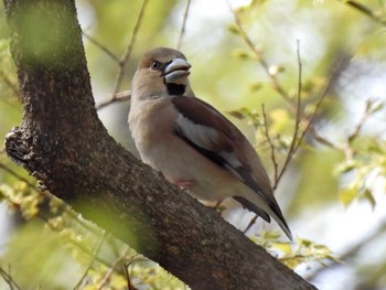 Hawfinch 木曽川河跡湖公園 Sun, 4/2/2023