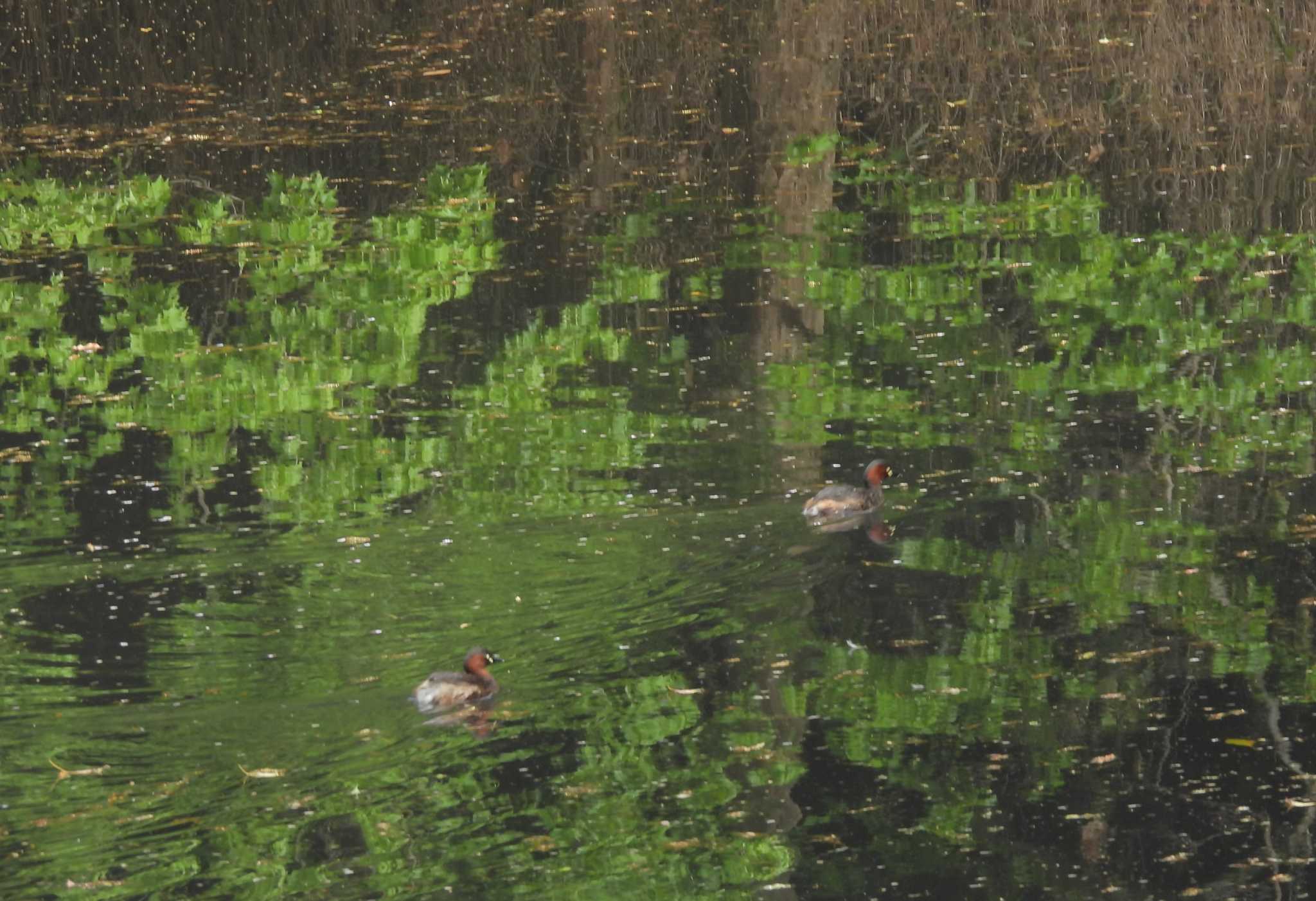 明治神宮 カイツブリの写真 by mashiko