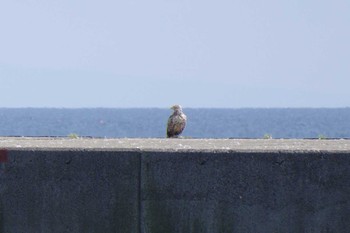 オジロワシ 羅臼港 2017年8月18日(金)