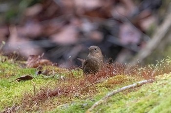 ミソサザイ 場所が不明 2023年4月2日(日)