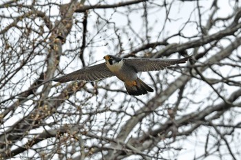 ハヤブサ 青葉山公園 2023年4月2日(日)