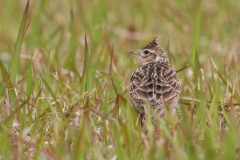 ヒバリ 葛西臨海公園 2023年4月2日(日)